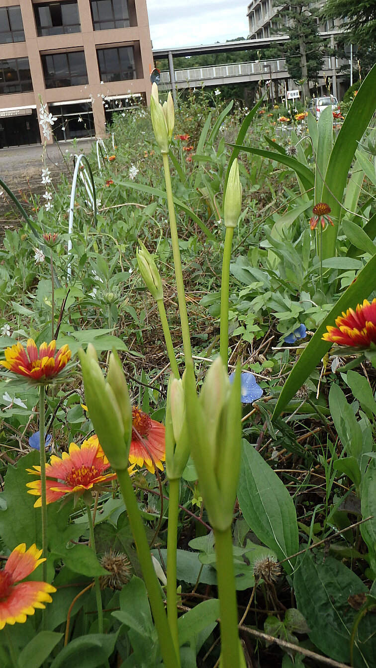 150910白花曼珠沙華２.jpg