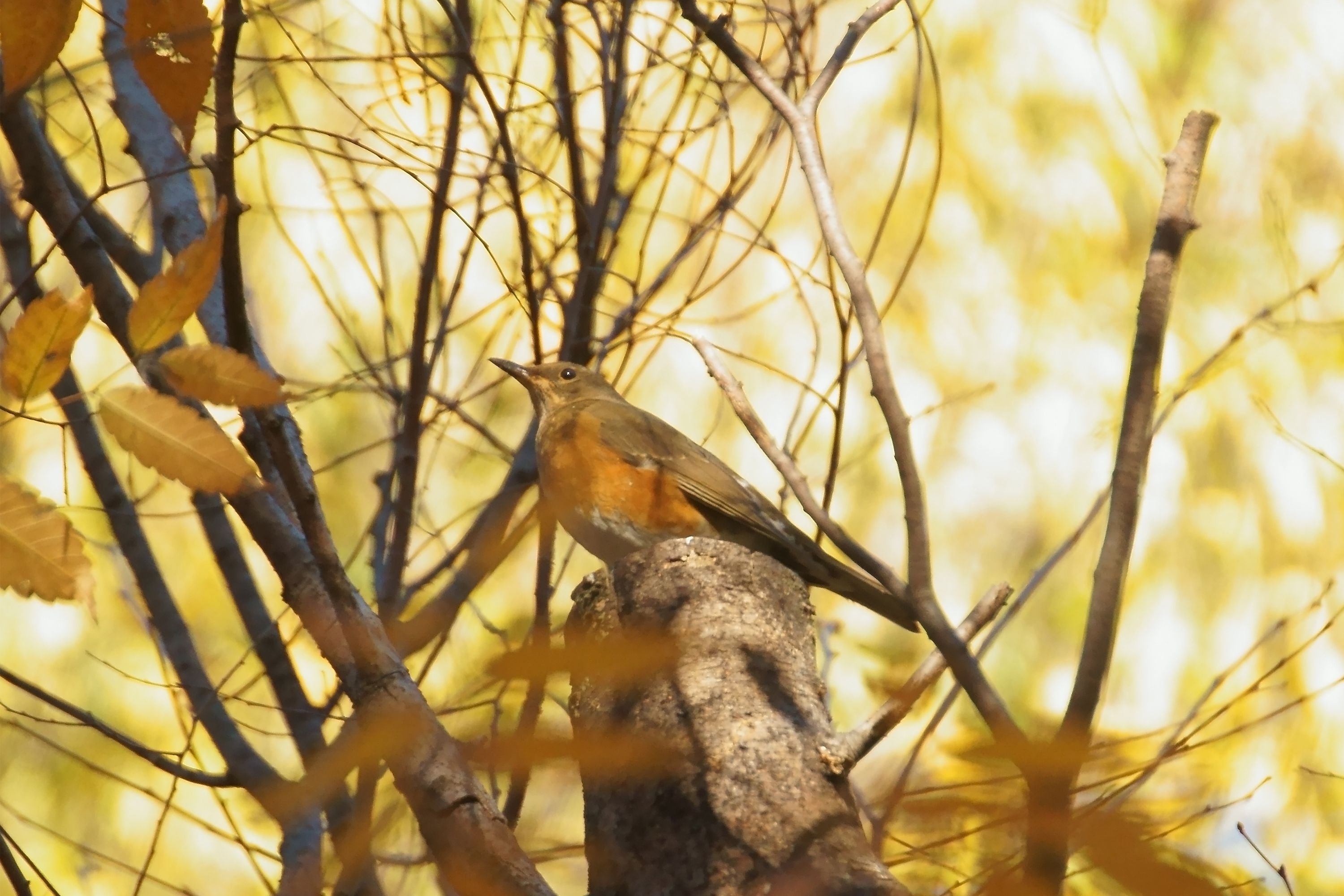 冬鳥の到来 大阪城公園にて アカハラ 編 野鳥との日常生活を綴る 楽天ブログ