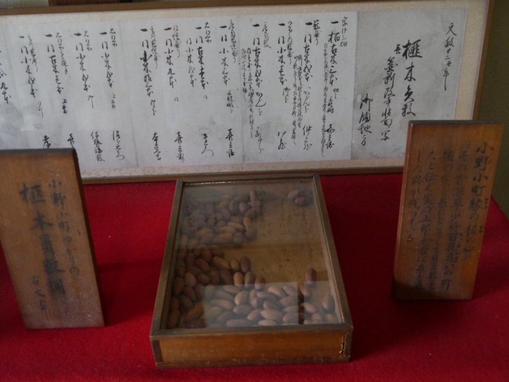 P1060617（榧の実）.jpg