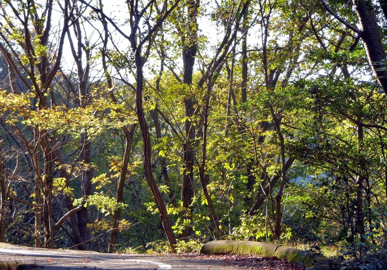 遊歩道