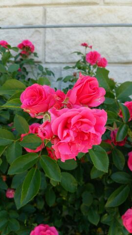 rblog-20150604212344-01.jpg
