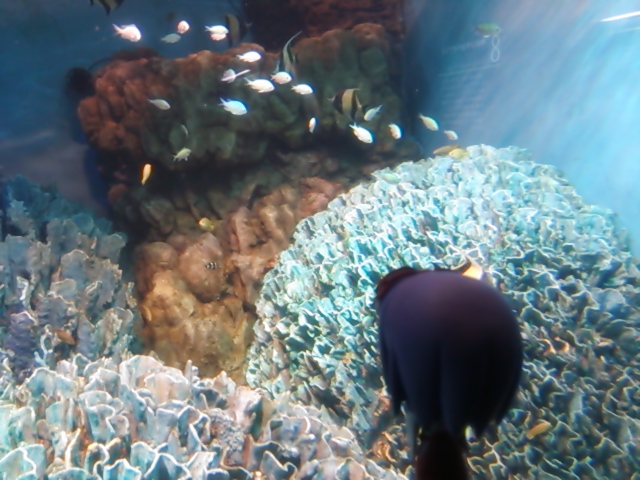 水族館２０１３小魚の群れ.jpg