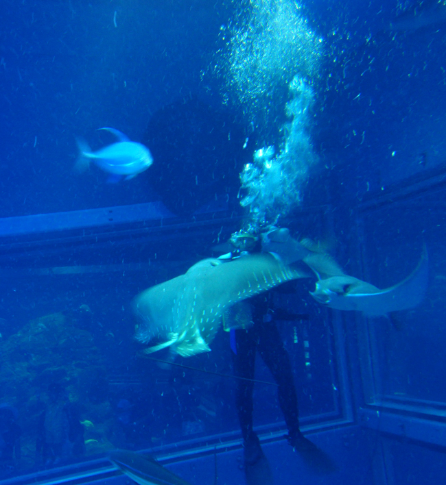 魚２