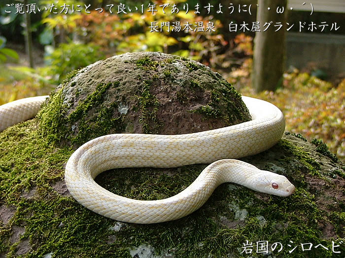 白蛇