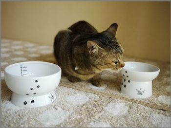 こっはご飯とおやつね