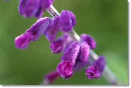 メキシカンセージ-2 13.9.18