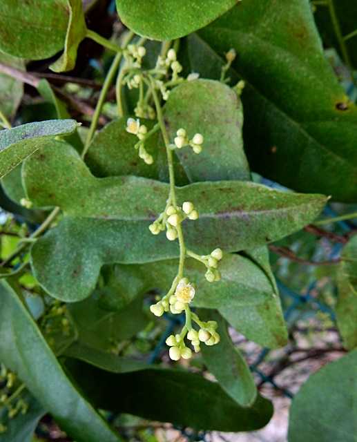 アオツヅラフジ花3