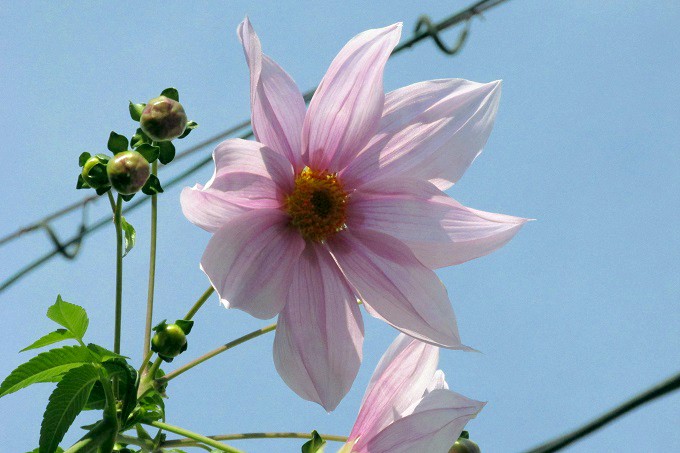 皇帝ダリア （Dahlia imperialis ）