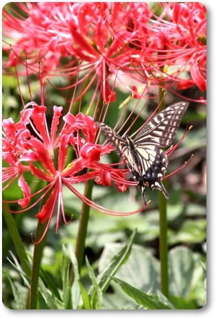 動橋川-15 ヒガンバナとナミアゲハ 13.9.24