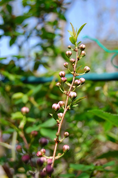 庭桜のつぼみ