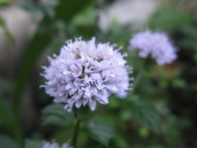 ハーブの花 オーデコロンミント 私のゆるやかな日々 楽天ブログ