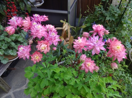 DSC00562.jpg