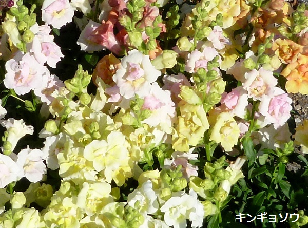 P1020015-001.JPG