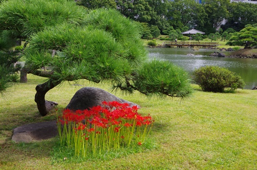 旧芝離宮恩賜庭園の彼岸花