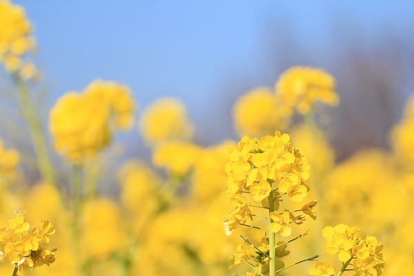 菜の花