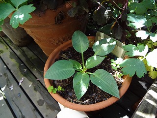 DSC01212.jpg