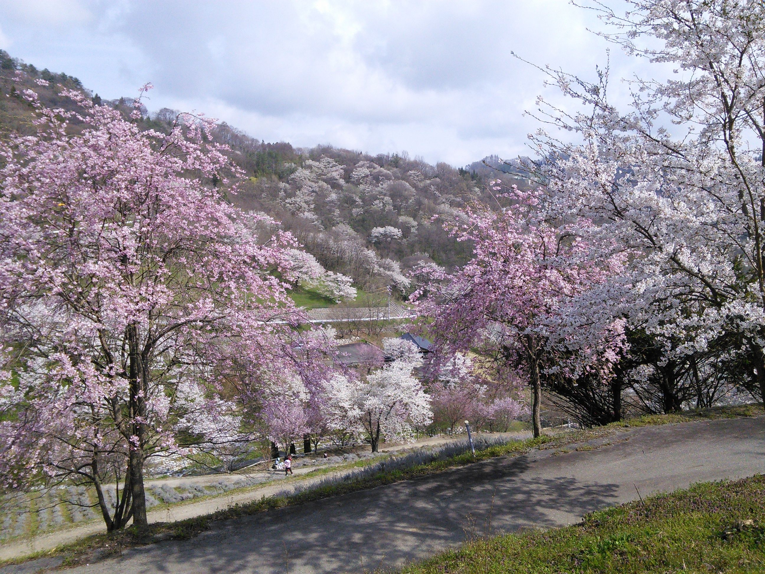 長野県池田町 夢農場 の桜満開 出番だよ 楽天ブログ