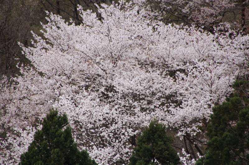黒川桜の森_009.jpg