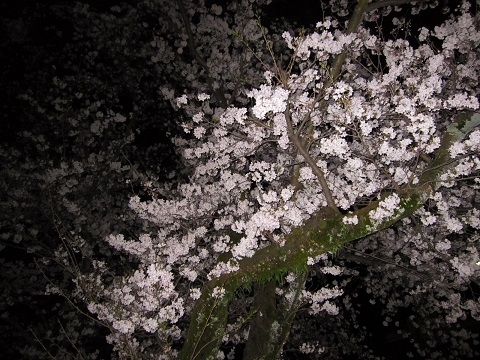 夜桜2