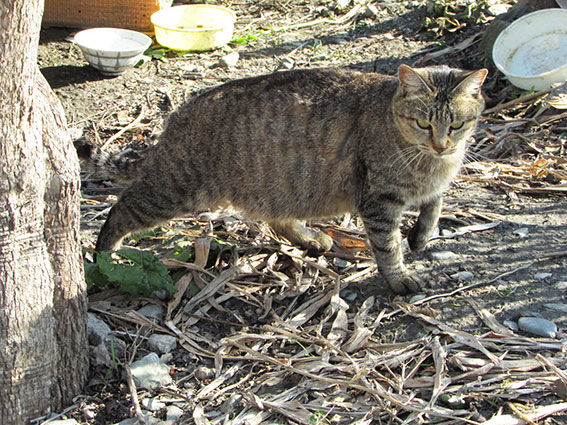 我が家のニャンコ♪2014/12/29-2