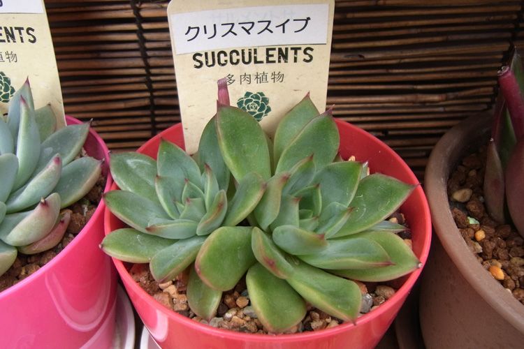 花が終わったので切った 多肉のベランダ園芸メモ 楽天ブログ