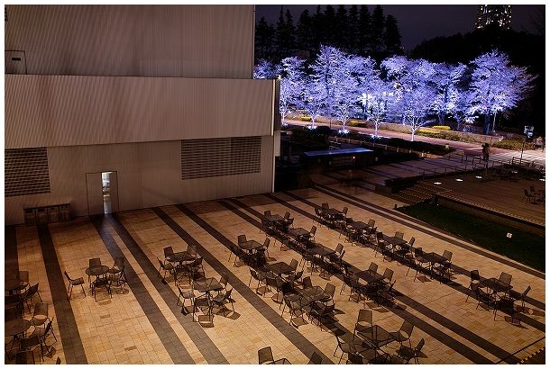東京ミッドタウンの桜