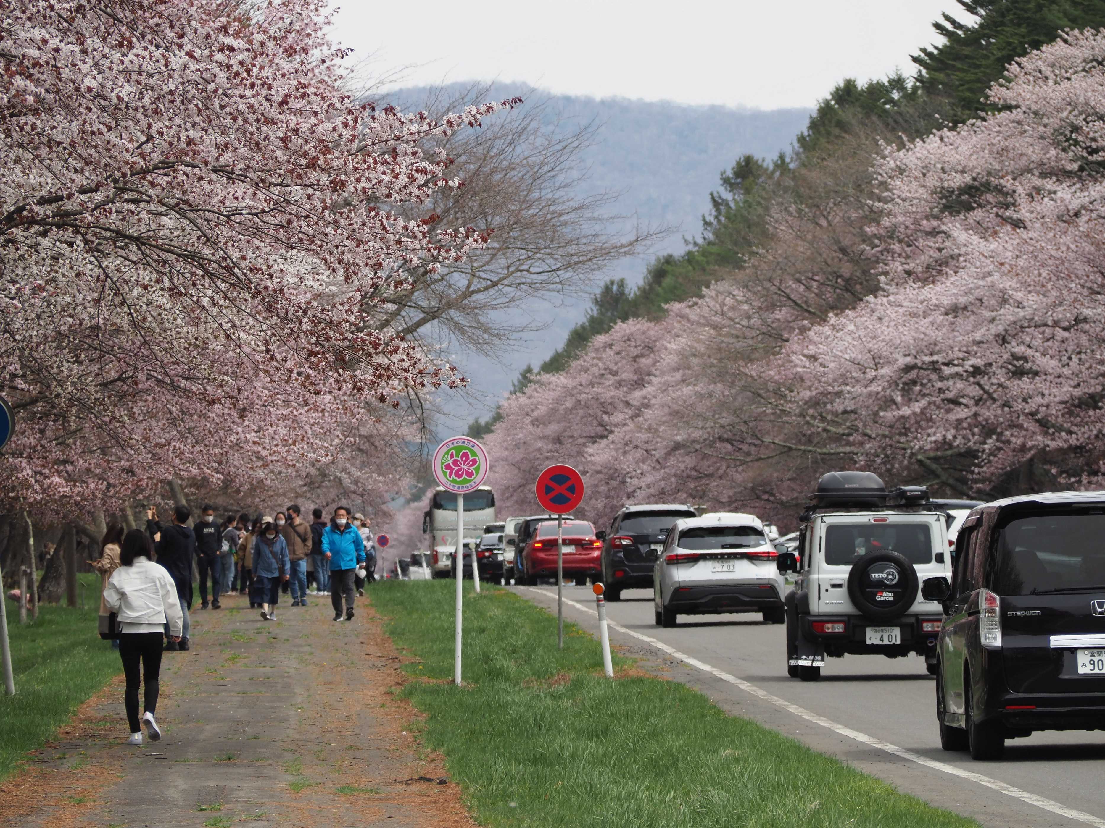 油絵 二十間道路桜並木 MA131 油彩画