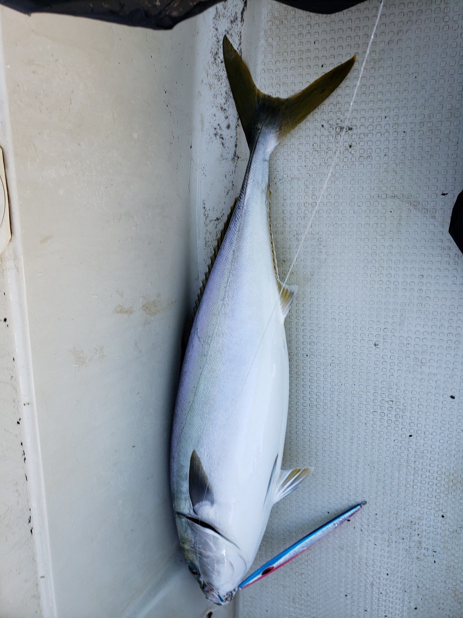 13 5kgのブリ釣れた 積丹沖ジギング ごっこまの釣り 楽天ブログ 13 5kgのブリ釣れた 積丹沖ジギング ごっこまの釣り 楽天ブログ