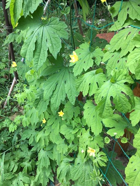 ゴーヤの開花と摘芯 親づるは実をあまり作らない Futtutyの菜園ブログ 楽天ブログ