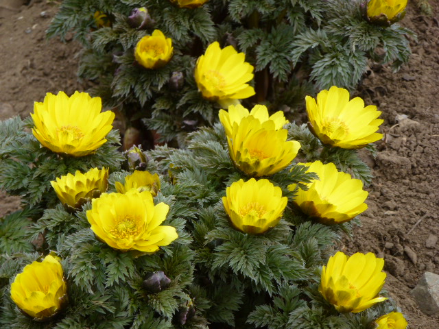 福寿草 フクジュソウ パンジー４種類 世界らん展の続き 写真あり 私の好きな花 楽天ブログ