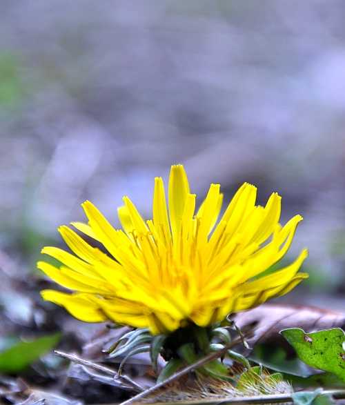 遅咲きのタンポポの花 二代目館長日記 楽天ブログ