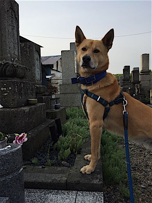 rblog-20160409072928-00.jpg