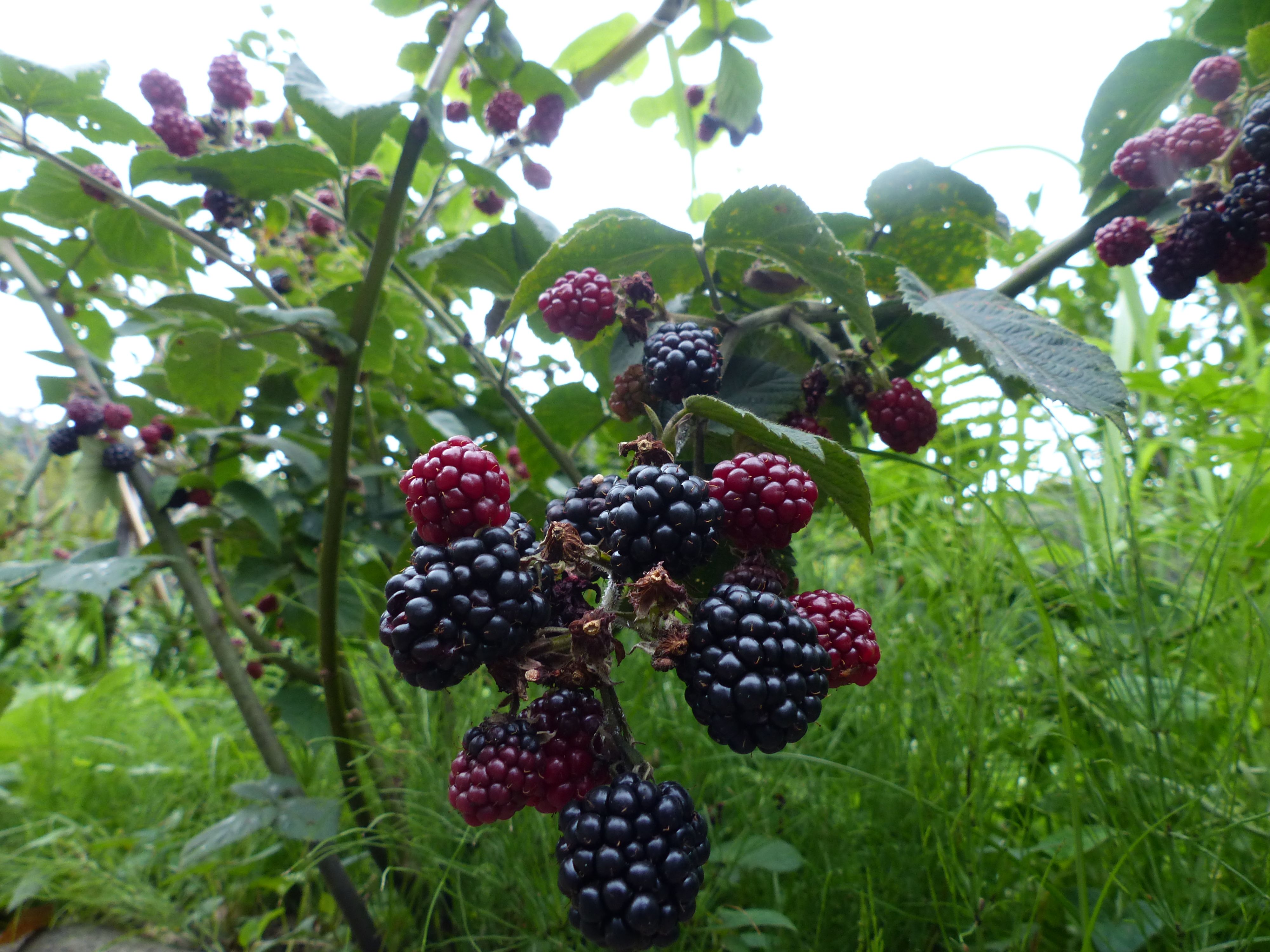ブラックベリーが 熟れて オープンガーデン 蕗のとう 楽天ブログ
