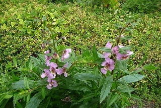 P1040400ss.jpg