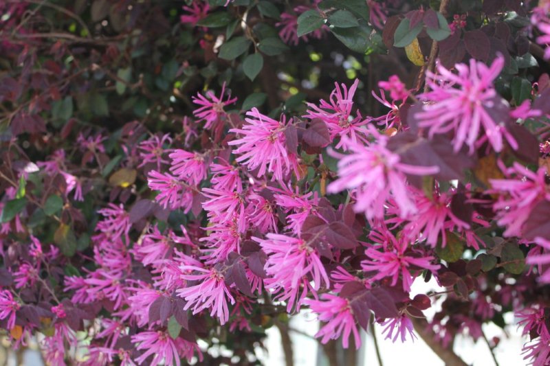 紅花常葉満作.JPG