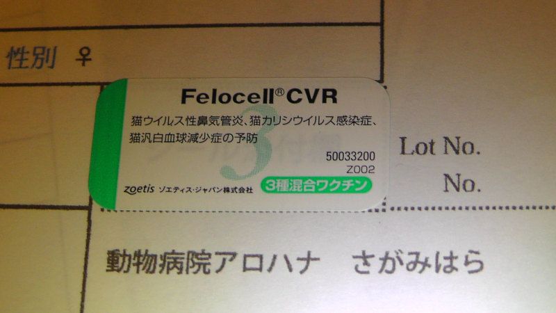 フェロセル　Felocell CVR