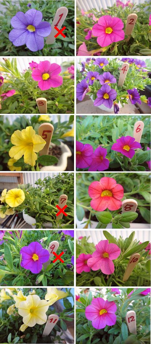 交配して種をまいたカリブラコアです。