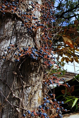 和泉屋旅館　木の実