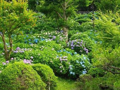 山田池公園の紫陽花