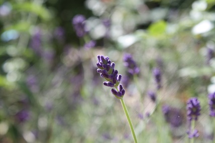 IMG_0849.JPG