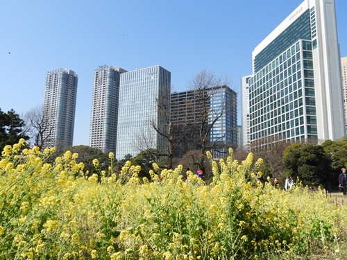 浜離宮恩賜庭園にて