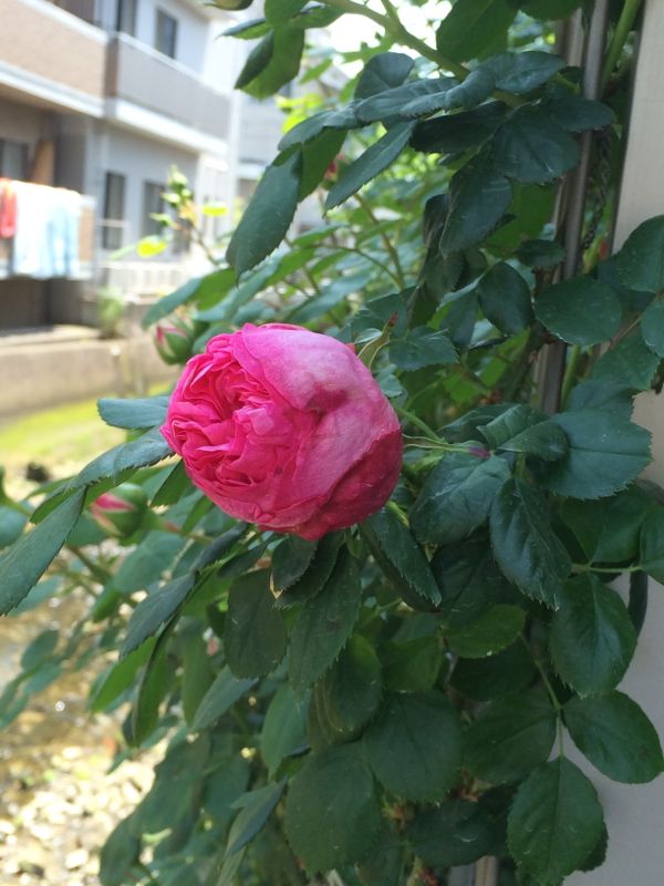rblog-20140510132414-00.jpg
