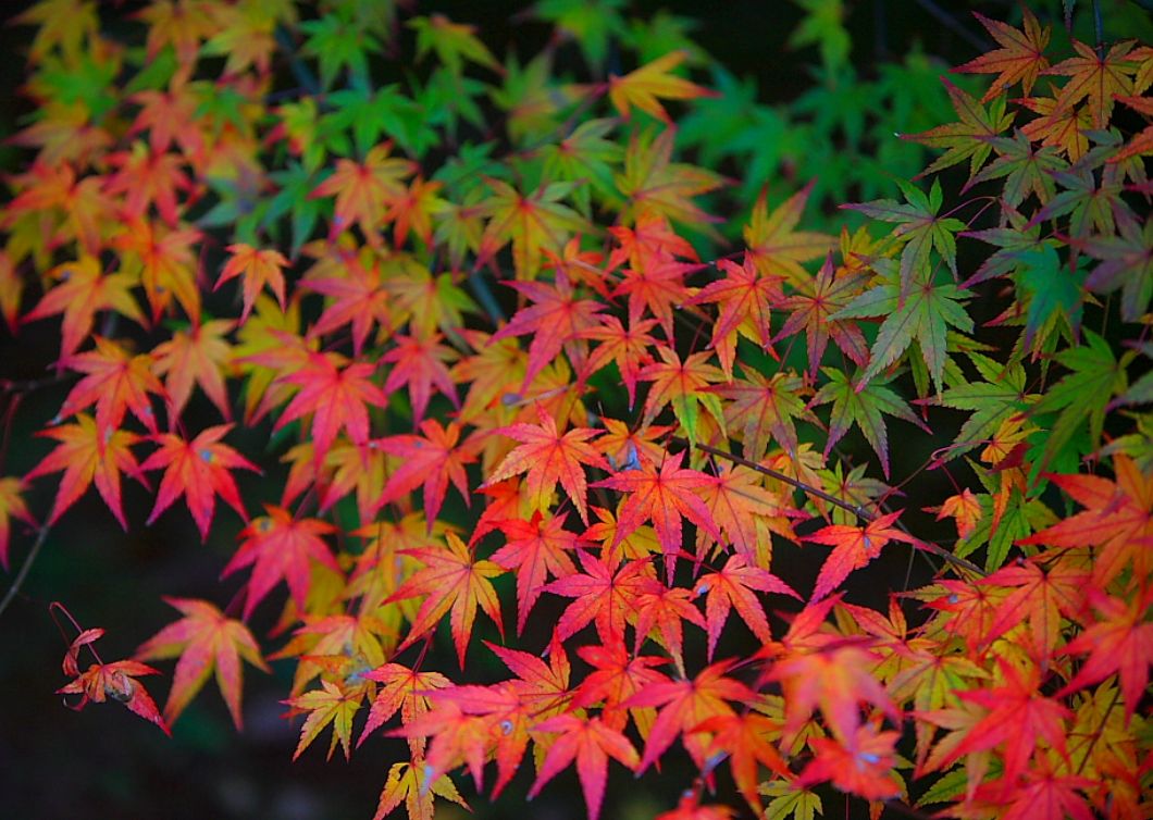 紅葉