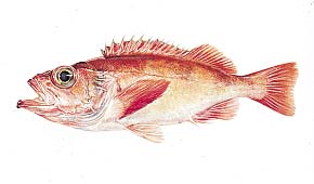 今夜は『アカウオ（赤魚）の煮付け』だよ～(^^)/ | 田舎の福ちゃんの「献立に役立つ料理レシピ」 - 楽天ブログ