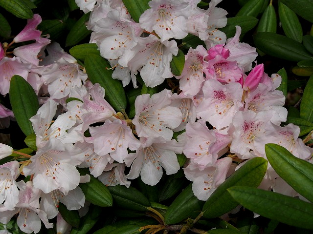 P4090107.jpg