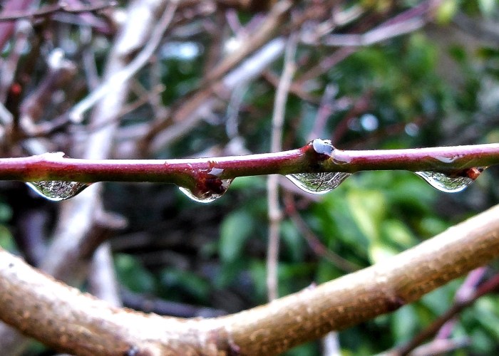梅の木の雫