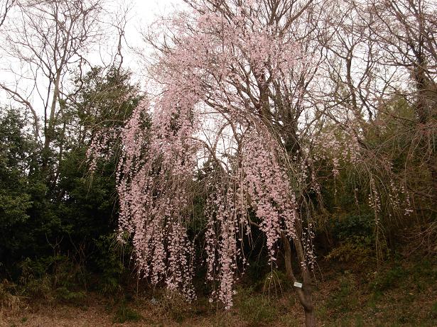 タキザクラ