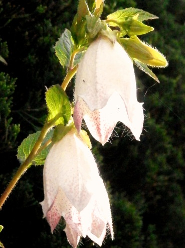 ホタルブクロ　6.5　2015