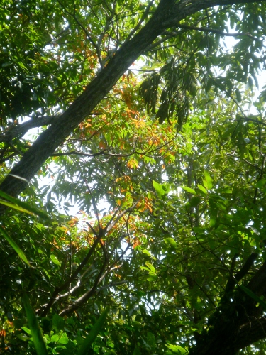 080 (375x500).jpg