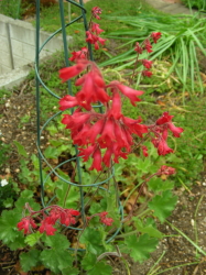 06-09花たち (4).JPG